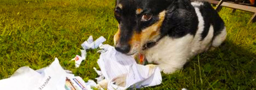 a dog managing some mail